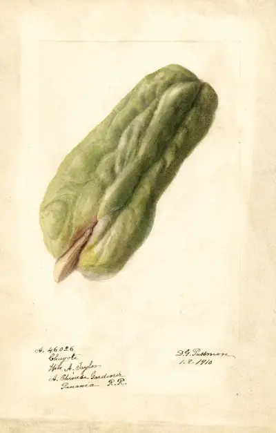 Sechium edule, Deborah Griscom Passmore