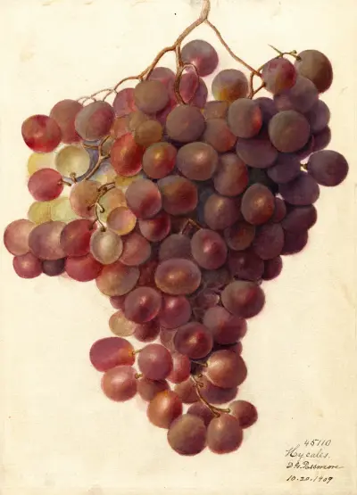 Vitis: Hycales, Deborah Griscom Passmore