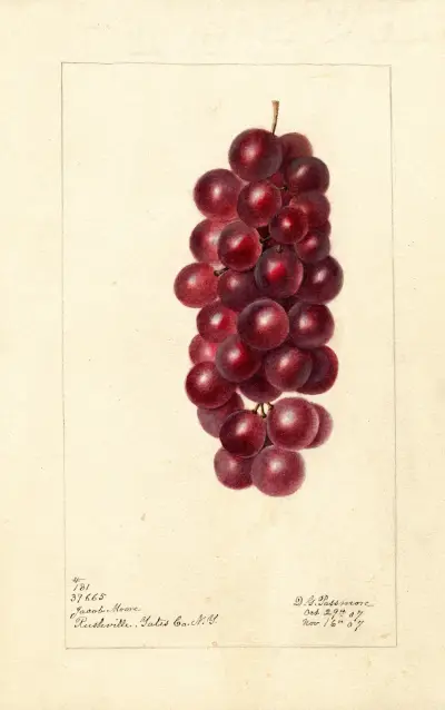 Vitis: Jacob Moore, Deborah Griscom Passmore