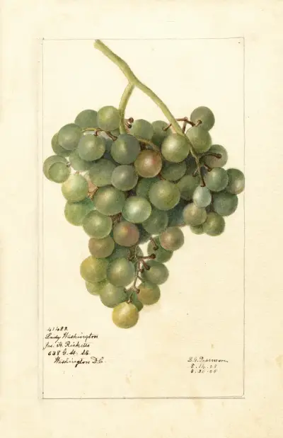 Vitis: Lady Washington, Deborah Griscom Passmore