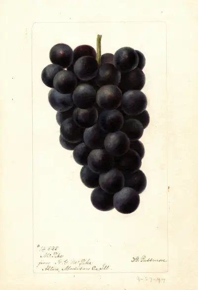 Vitis: McPike, Deborah Griscom Passmore