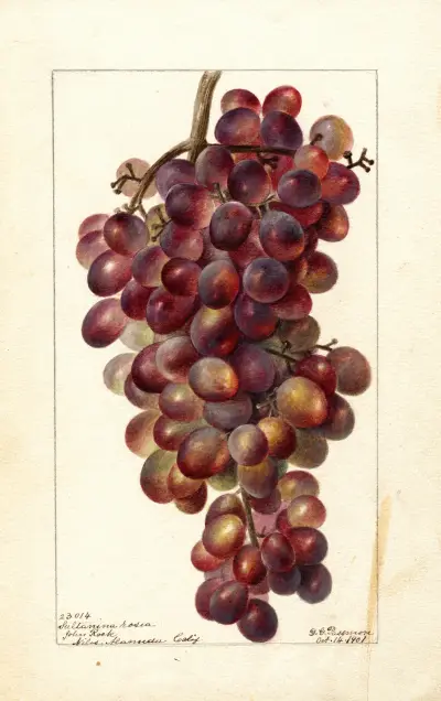 Vitis: Sultanina Rosea, 1901 av Deborah Griscom Passmore
