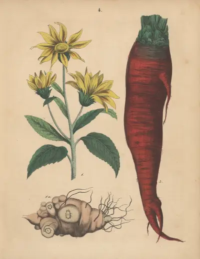 Deutschlands Feld- und Gartengewächse Pl.04 av Carl Gustav Calwer