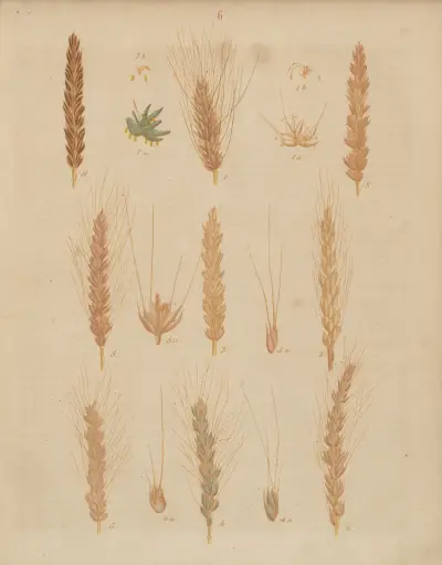 Deutschlands Feld- und Gartengewächse Pl.06 av Carl Gustav Calwer