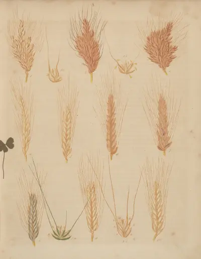 Deutschlands Feld- und Gartengewächse Pl.08 av Carl Gustav Calwer