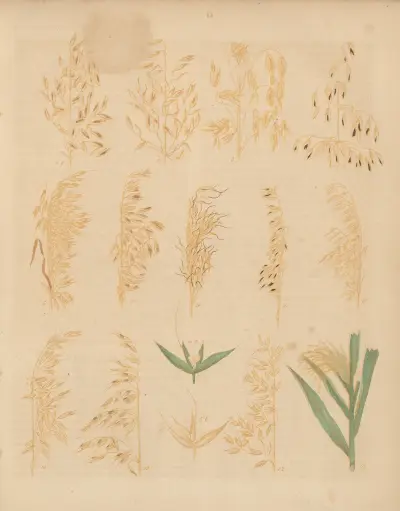 Deutschlands Feld- und Gartengewächse Pl.13 av Carl Gustav Calwer