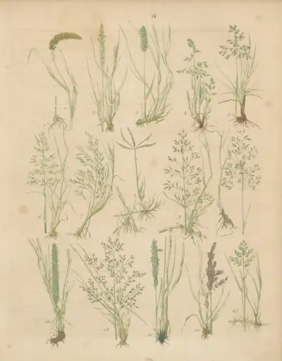Deutschlands Feld- und Gartengewächse Pl.14 av Carl Gustav Calwer