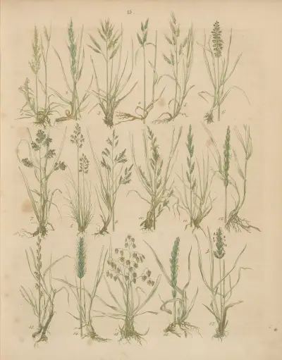 Deutschlands Feld- und Gartengewächse Pl.15 av Carl Gustav Calwer