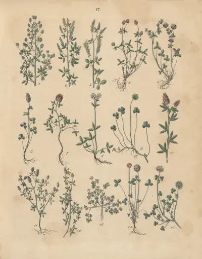 Deutschlands Feld- und Gartengewächse Pl.17 av Carl Gustav Calwer