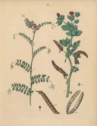 Deutschlands Feld- und Gartengewächse Pl.21 av Carl Gustav Calwer