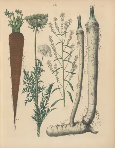 Deutschlands Feld- und Gartengewächse Pl.23 av Carl Gustav Calwer
