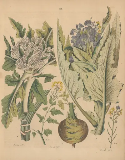 Deutschlands Feld- und Gartengewächse Pl.28 av Carl Gustav Calwer