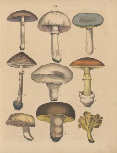 Deutschlands Feld- und Gartengewächse Pl.35 av Carl Gustav Calwer