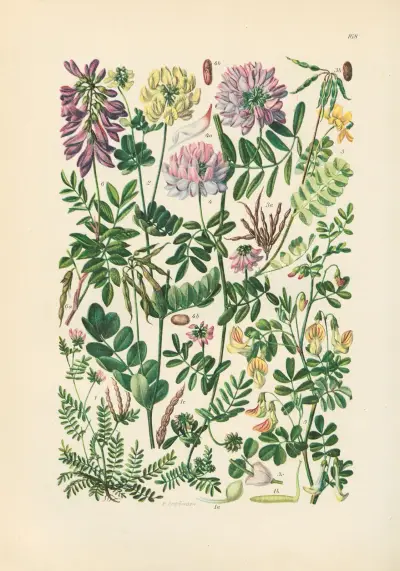 Illustrierte Flora von Mitteleuropa Pl.168 von Gustav Hegi