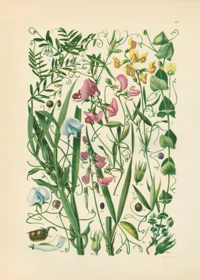 Illustrierte Flora von Mitteleuropa Pl.171 von Gustav Hegi