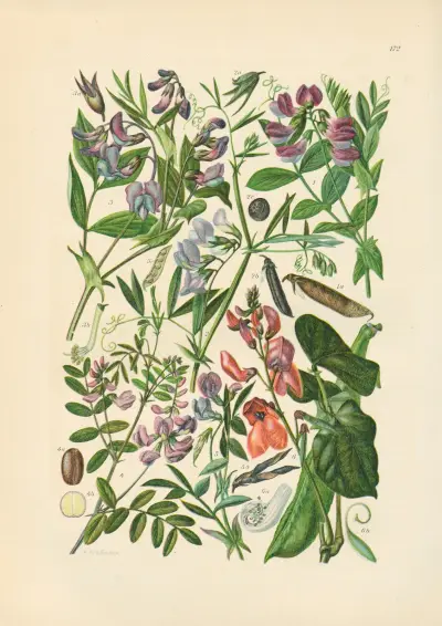 Illustrierte Flora von Mitteleuropa Pl.172 von Gustav Hegi
