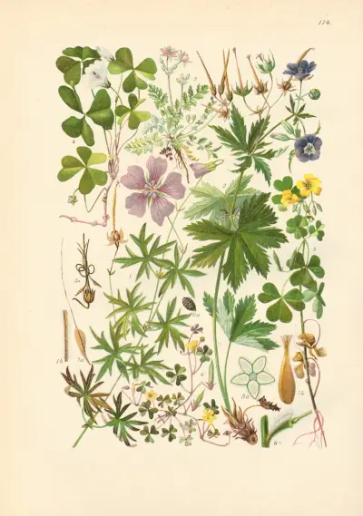Illustrierte Flora von Mitteleuropa Pl.174 von Gustav Hegi