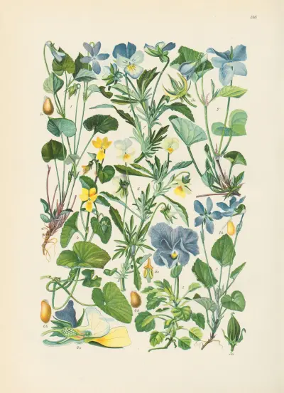 Illustrierte Flora von Mitteleuropa Pl.186 von Gustav Hegi