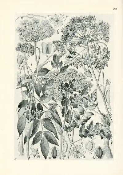 Illustrierte Flora von Mitteleuropa Pl.202 von Gustav Hegi