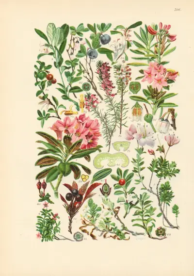 Illustrierte Flora von Mitteleuropa Pl.206 von Gustav Hegi