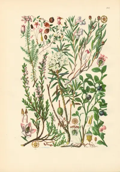 Illustrierte Flora von Mitteleuropa Pl.207 von Gustav Hegi