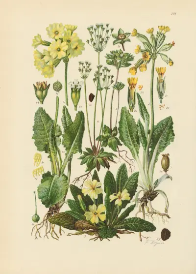 Illustrierte Flora von Mitteleuropa Pl.208 von Gustav Hegi