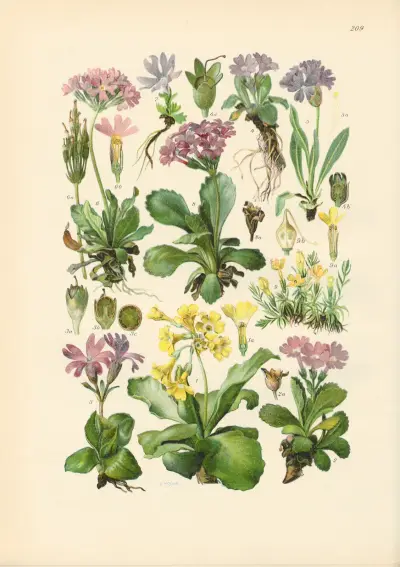 Illustrierte Flora von Mitteleuropa Pl.209 von Gustav Hegi