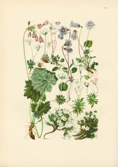 Illustrierte Flora von Mitteleuropa Pl.210 von Gustav Hegi