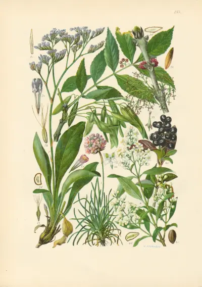 Illustrierte Flora von Mitteleuropa Pl.213 von Gustav Hegi