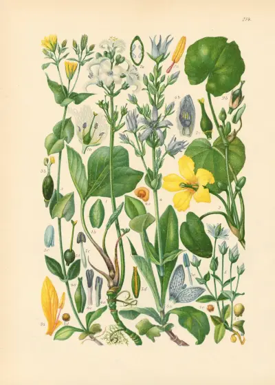 Illustrierte Flora von Mitteleuropa Pl.214 von Gustav Hegi