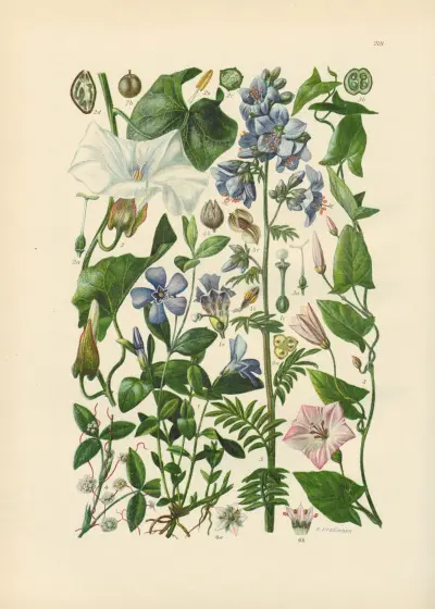 Illustrierte Flora von Mitteleuropa Pl.218 von Gustav Hegi