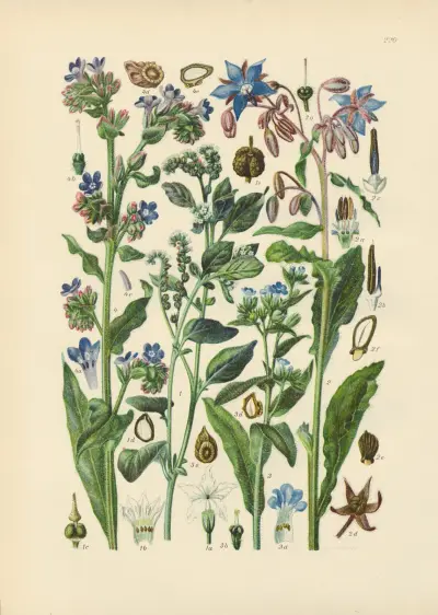 Illustrierte Flora von Mitteleuropa Pl.220 von Gustav Hegi