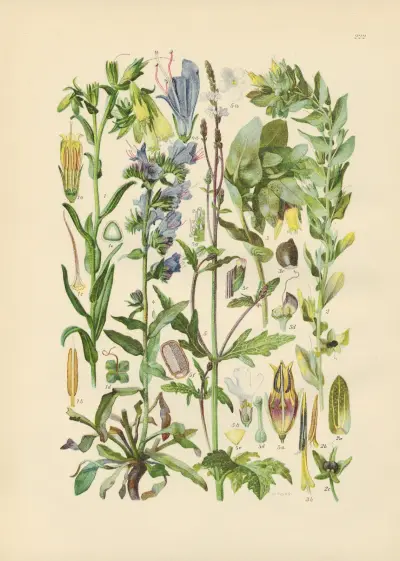 Illustrierte Flora von Mitteleuropa Pl.222 von Gustav Hegi
