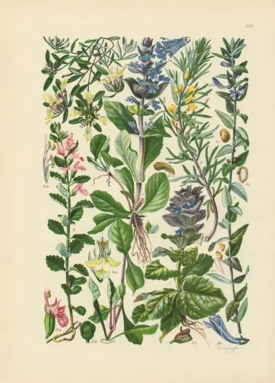 Illustrierte Flora von Mitteleuropa Pl.223 von Gustav Hegi