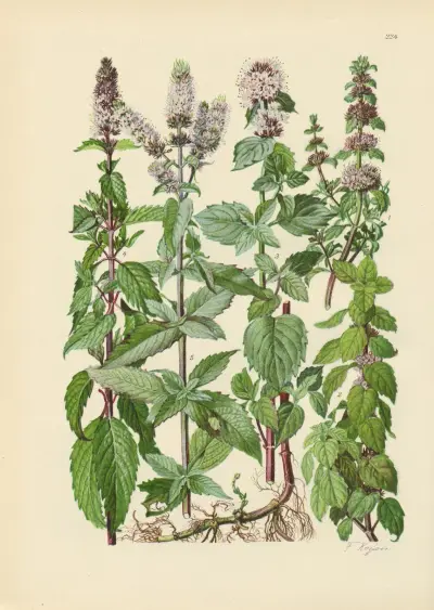 Illustrierte Flora von Mitteleuropa Pl.224 von Gustav Hegi