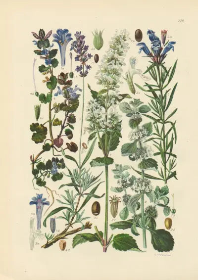 Illustrierte Flora von Mitteleuropa Pl.226 von Gustav Hegi