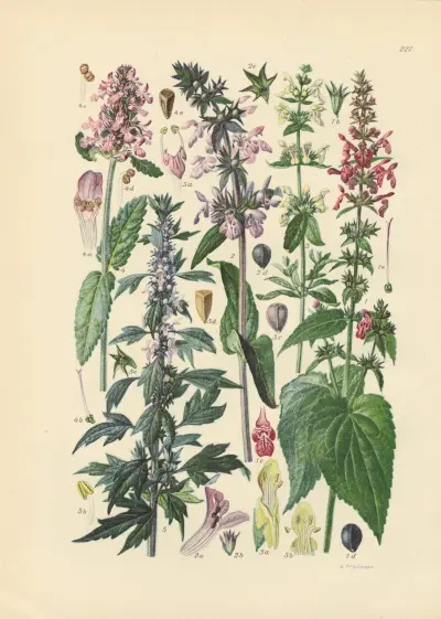 Illustrierte Flora von Mitteleuropa Pl.227 von Gustav Hegi