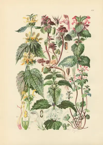 Illustrierte Flora von Mitteleuropa Pl.228 von Gustav Hegi