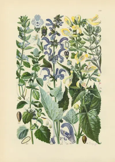 Illustrierte Flora von Mitteleuropa Pl.230 von Gustav Hegi