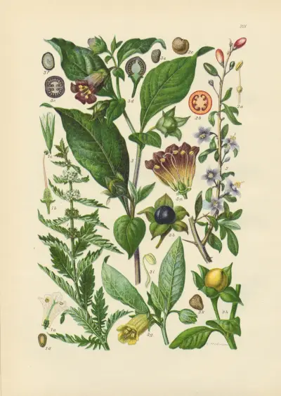 Illustrierte Flora von Mitteleuropa Pl.231 von Gustav Hegi