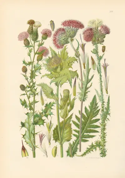 Illustrierte Flora von Mitteleuropa Pl.271 von Gustav Hegi