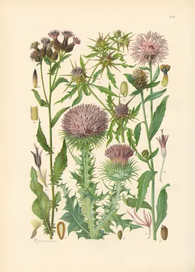 Illustrierte Flora von Mitteleuropa Pl.272 von Gustav Hegi