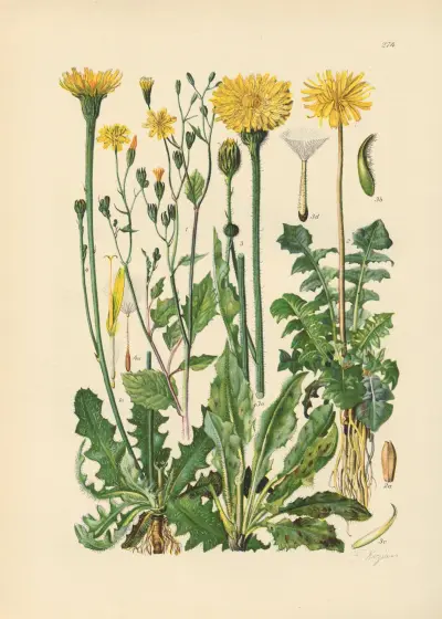 Illustrierte Flora von Mitteleuropa Pl.274 von Gustav Hegi