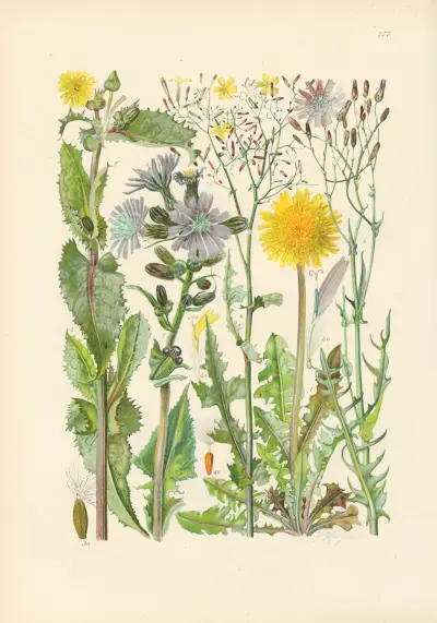 Illustrierte Flora von Mitteleuropa Pl.277 von Gustav Hegi