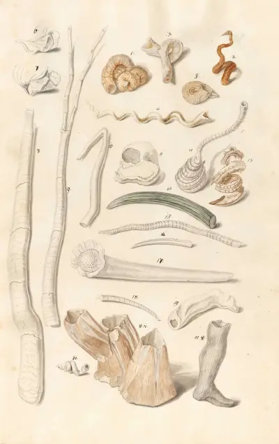 Muszle ze zbiorów książąt Wirtembergii Pl.01, Johann Gustav Hoch