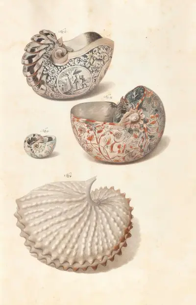 Muszle z kolekcji książąt wirtemberskich, tabl. 04, Johann Gustav Hoch
