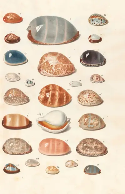 Muszle z kolekcji książąt Wirtembergii, tabl. 06, Johann Gustav Hoch