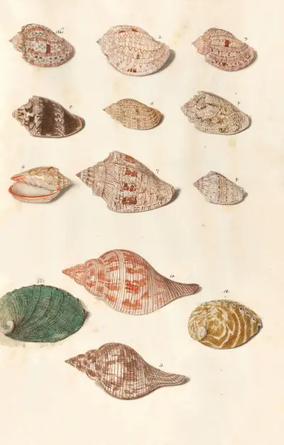 Muszle z kolekcji książąt Wirtembergii, tabl. 09, Johann Gustav Hoch