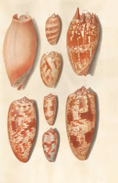 Muszle ze zbiorów książąt Wirtembergii, pl. 20, Johann Gustav Hoch