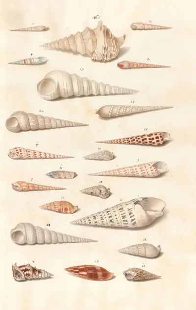 Muszle ze zbiorów książąt Wirtembergii, tabl. 21, Johann Gustav Hoch